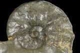 Triassic Ammonite (Ceratites) Fossil - Germany #94062-1
